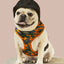 Camo QT Orange Hoodie Harness