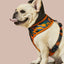 Camo QT Orange Hoodie Harness
