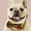 Camo QT Orange Collar & Bowtie