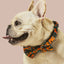 Camo QT Orange Collar & Bowtie