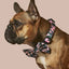 Camo QT Pink Collar and Bowtie