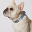 Smiling Sakura Dog Collar & Bowtie