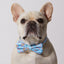 Smiling Sakura Dog Collar & Bowtie