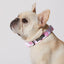 Pink Moo'd Collar & Bowtie