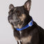 Asanoha Dog Collar & Bowtie
