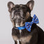 Asanoha Dog Collar & Bowtie