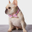 Pink Moo'd Collar & Bowtie