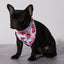 Smooch My Pooch Cooling Bandana