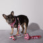 Strawberry Dog Leash