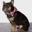 Strawberry Collar & Bowtie