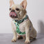 Matcha Boba Reversible Harness