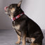 Puppy Love Plaid Dog Collar & Bowtie