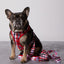Smooch My Pooch Dog Leash