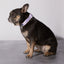 Taro Sugar Level Dog Collar