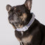 Taro Sugar Level Dog Collar