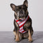 Peppermint Bark Reversible Harness