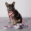 Peppermint Bark Poop Bag Holder