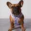Taro Boba Reversible Harness