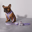 Taro Boba Dog Leash