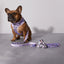 Taro Boba Reversible Harness