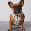 Taro Boba Reversible Harness