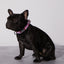 Smooch My Pooch Dog Collar & Bowtie