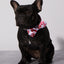 Smooch My Pooch Dog Collar & Bowtie