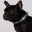 Matcha Boba Dog Collar & Bowtie