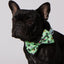 Matcha Boba Dog Collar & Bowtie