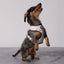 Peppermint Bark Reversible Harness