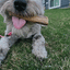Ostrich Chunky Bones (5" x 2" - 2 Pack): The Long-Lasting, Flavor-Packed Bones for Medium to Large Dogs