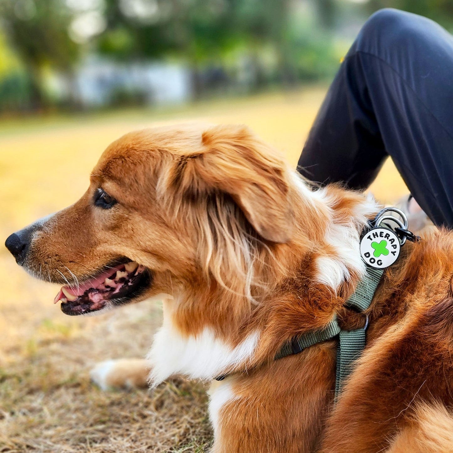 Therapy Dog Jiby Dog Charm