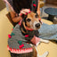 Cherries on Top Knit Vest