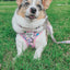 Dog Collar - Hello Kitty® & Friends Flower Festival