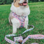Dog Two Piece Bundle - Hello Kitty® & Friends Flower Festival