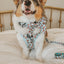 Dog Collar - Winter Waddleland
