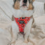 Dog Adjustable Harness - Peanuts™ Beagle Bells