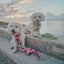 Dog Leash - Dusty Rose