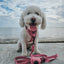 Dog Step-in Harness - Dusty Rose