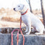 Pro Line Leather Hunting Dog Leash
