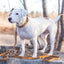 Pro Line Leather Hunting Dog Collar