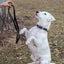 Pro Line Leather Hunting Dog Collar