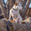 Pro Line Leather Hunting Dog Leash