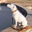 Pro Line Leather Hunting Dog Collar