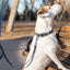 Pro Line Hunting Blue Jeans Leather Leash