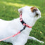 Waterproof Super Soft PVC Dog Collar