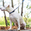Waterproof Super Soft PVC Dog Leash