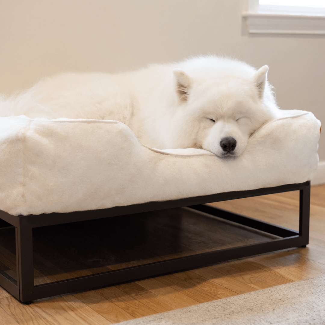 The FÜZI Elevated Dog Bed