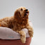 Rosebud Donut Bed