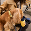 20oz Flip Travel Dog Water Bottle